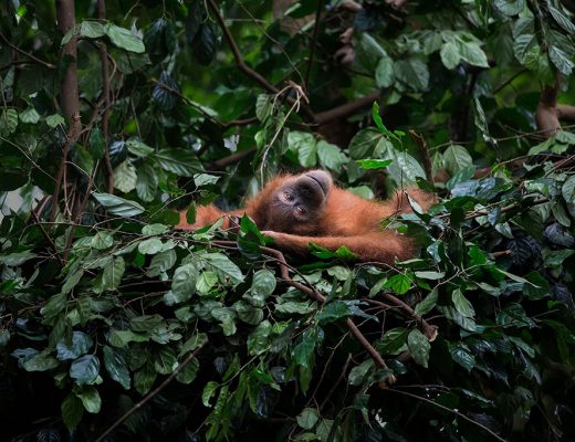 LUSH | Koop Orangutan zeep en red een orang-oetan